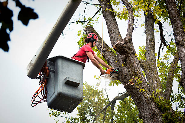 Best Arborist Consultation Services  in Henderson, TX